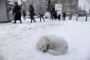 Брошенные животные и гуманное отношение