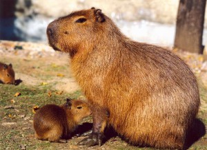 Животный мир Амазонки