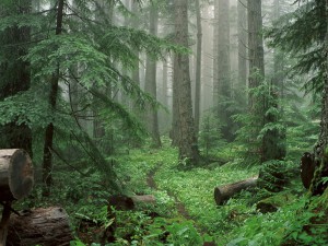 В чем заключается роль тайги?