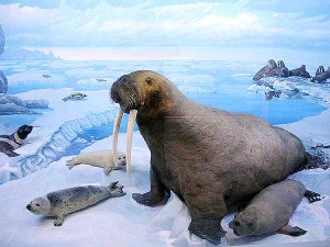 Заснеженная Арктика 