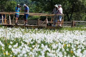 Долина нарциссов в городе Хуст  