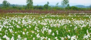 Долина нарциссов в городе Хуст  