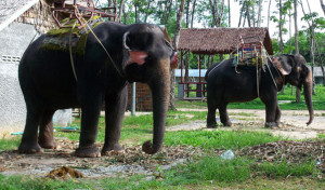 Национальный парк Khao Phra Thaeo National Park