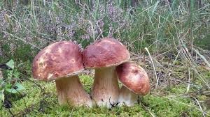 Сезон грибника