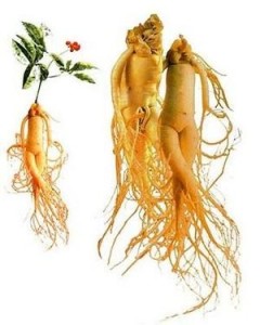Корень женьшеня