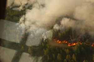 Причина возникновения пожаров в Австралии