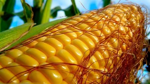Китай закупает рекордное количество кукурузы в США, несмотря на рост напряженности между странами