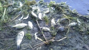 Пресноводная рыба находится в катастрофическом упадке, а треть всей популяции ждет полное исчезновение