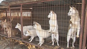 Президент Южной Кореи вводит запрет на употребление в пищу собачьего мяса