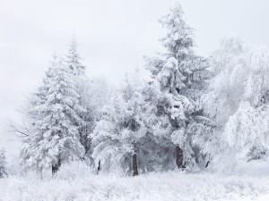 Как правильно перевести Фаренгейты в Цельсии?
