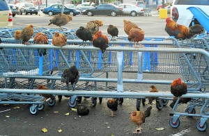 Птичий грипп